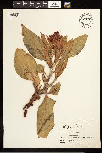 Rumex venosus image