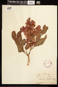 Rumex venosus image