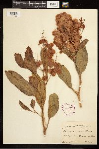 Rumex venosus image