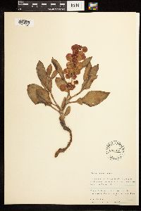 Rumex venosus image