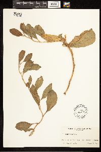 Rumex venosus image