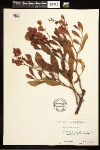 Rumex venosus image