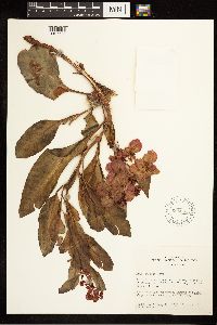 Rumex venosus image