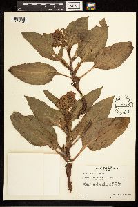 Rumex venosus image