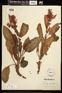 Rumex venosus image
