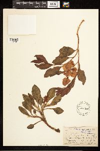 Rumex venosus image