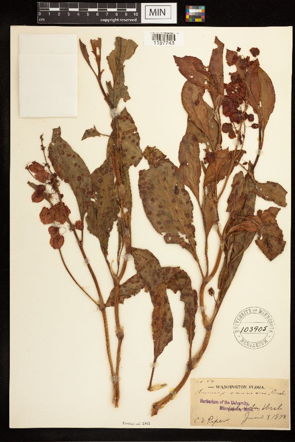 Rumex venosus image