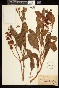 Image Associated With the Occurrence