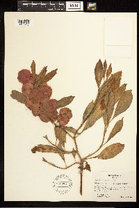 Rumex venosus image
