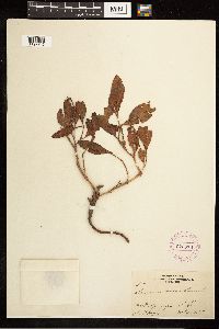 Rumex venosus image