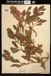 Rumex venosus image