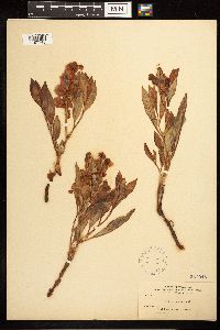 Rumex venosus image