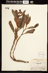 Rumex venosus image