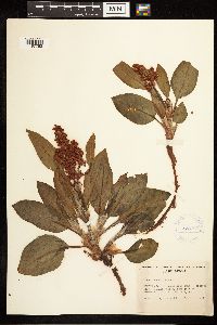Rumex venosus image