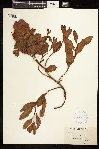Rumex venosus image