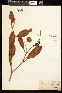 Rumex venosus image