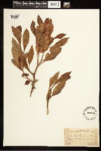 Rumex venosus image