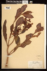 Rumex venosus image