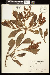Rumex venosus image