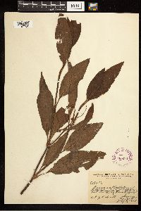 Rumex verticillatus image