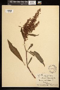 Rumex verticillatus image