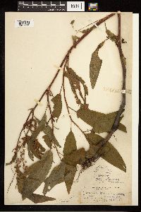 Rumex verticillatus image