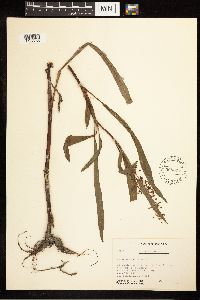 Rumex verticillatus image