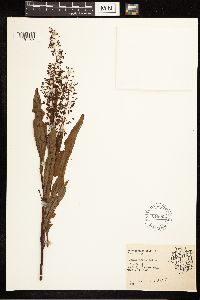 Rumex verticillatus image