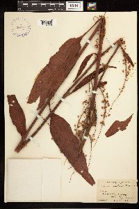 Rumex verticillatus image