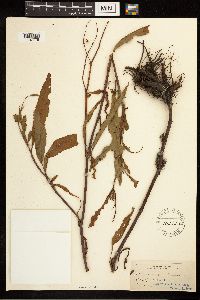 Rumex verticillatus image