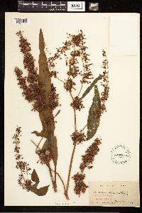 Rumex verticillatus image