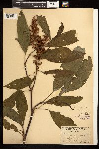 Rumex verticillatus image