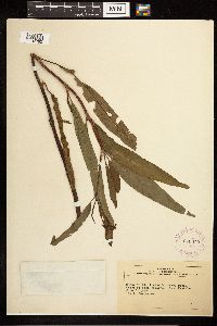 Rumex verticillatus image