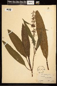 Rumex verticillatus image