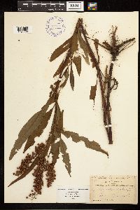 Rumex verticillatus image