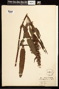 Rumex verticillatus image