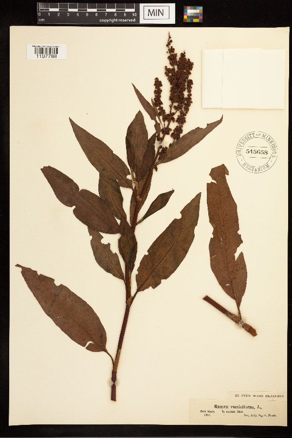 Rumex verticillatus image