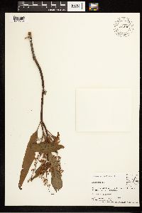 Rumex verticillatus image