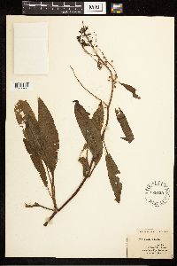Rumex verticillatus image
