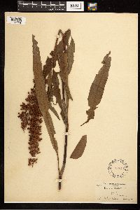 Rumex verticillatus image