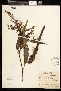 Rumex verticillatus image