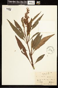 Rumex verticillatus image
