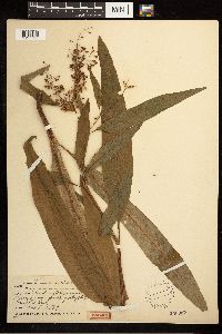 Rumex verticillatus image