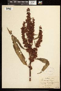 Rumex verticillatus image