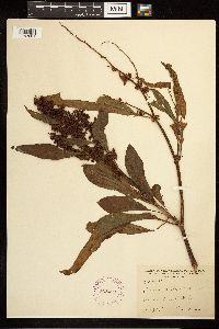 Rumex verticillatus image