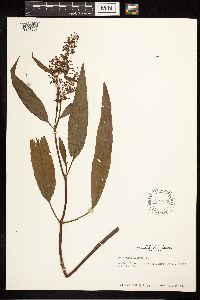 Rumex verticillatus image