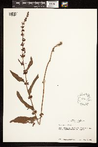 Rumex verticillatus image