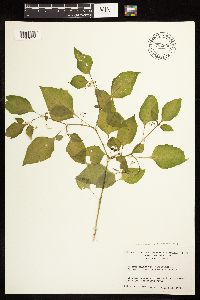 Solanum americanum image