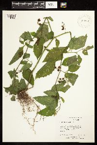 Solanum americanum image