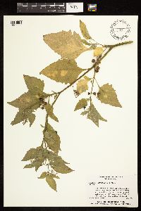 Solanum americanum image